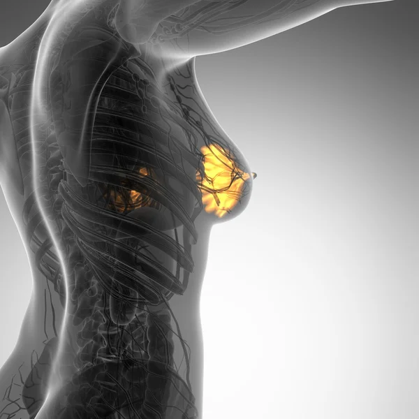 Science anatomy of human body with glow mammary gland