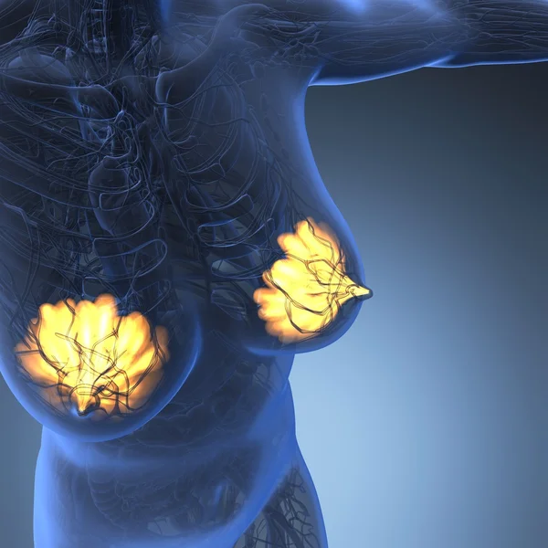 Science anatomy of human body with glow mammary gland