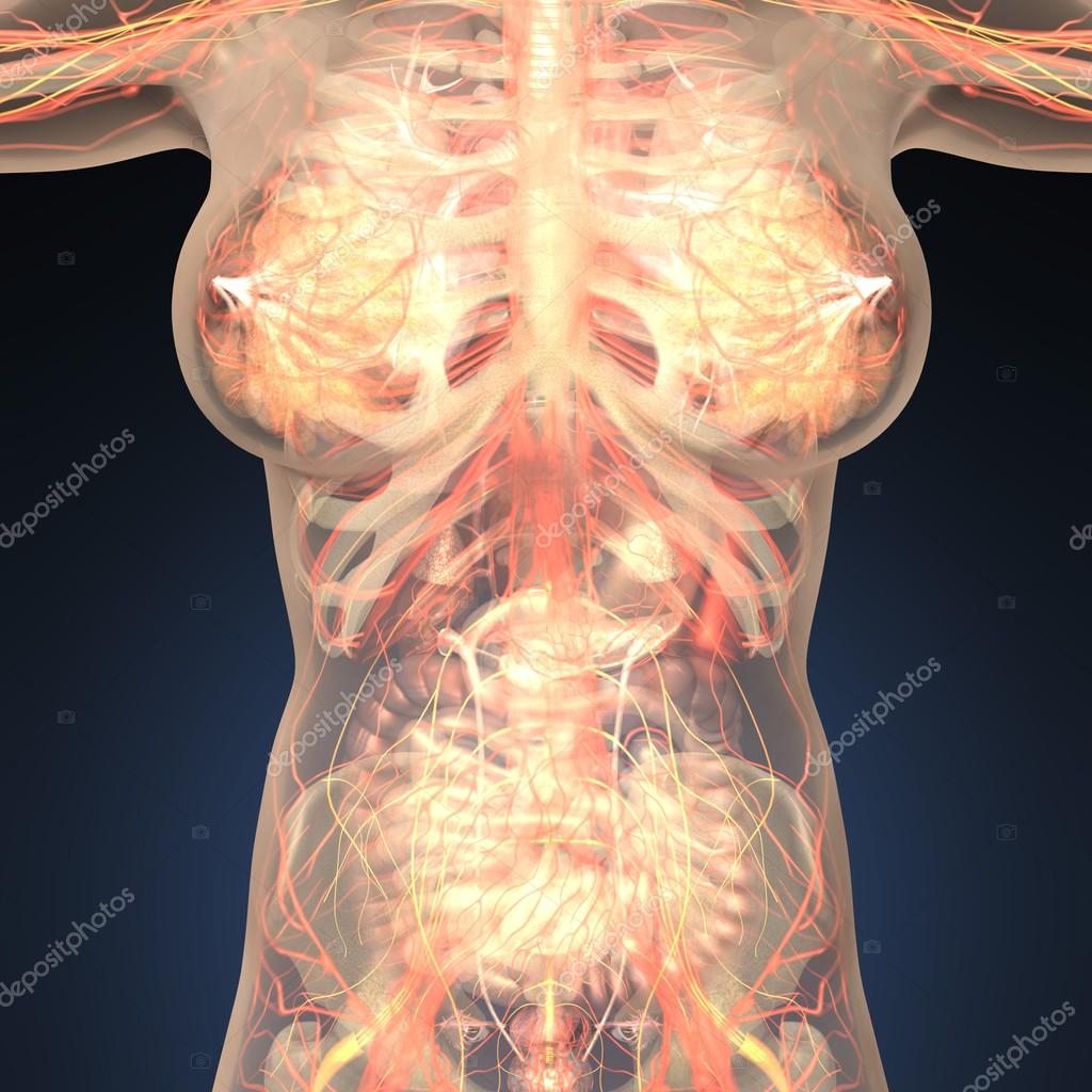 Скелет внутренних органов человека женщины