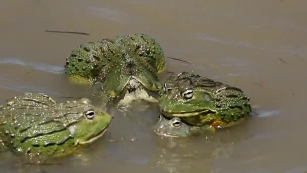 非洲巨牛蛙产卵 - 图库视频影像 EcoPic #5914