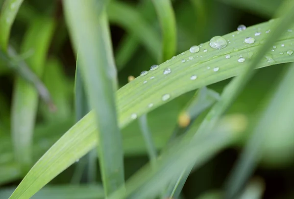 Green grass with water droplet in sunshine