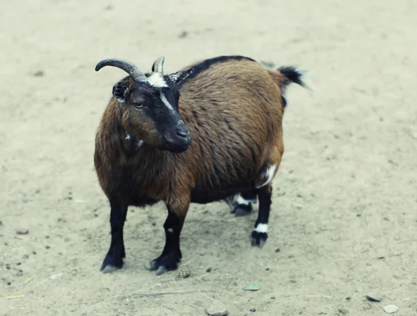 Head of young smiling goat