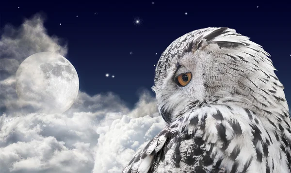 Owl and full moon