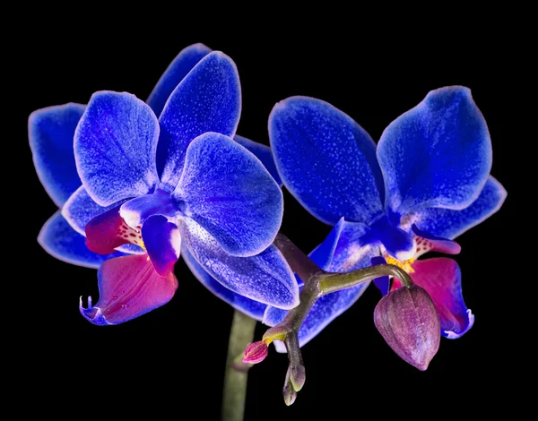 Blue orchid flowers
