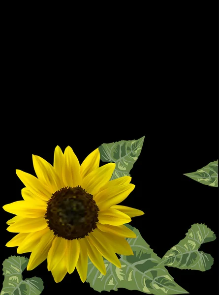 Yellow sunflower with gren leaves