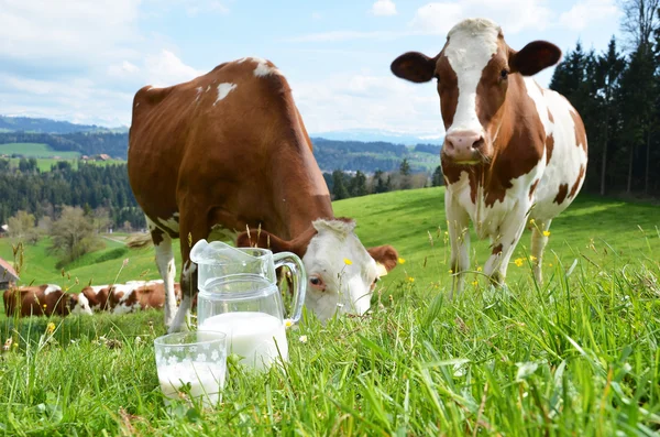 Milk in glass jar and cows