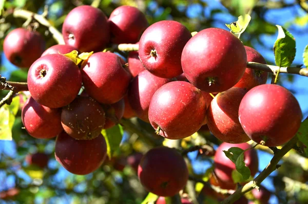 Apple garden with ripe apples