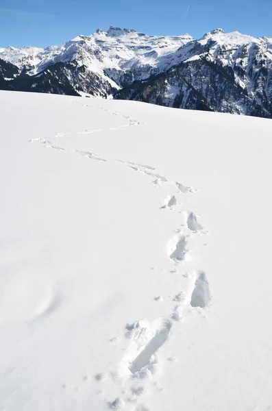 Footsteps on the snow. Swiss Alps