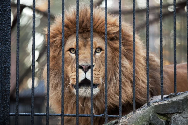 Lion at the zoo looking through metallic fence.
