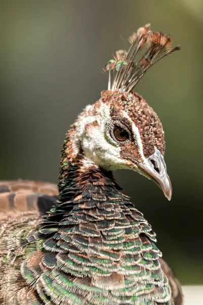 Blue peafowl (Pavo cristatus)