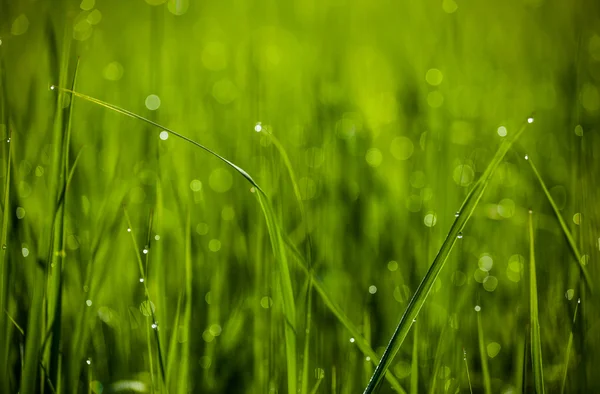 Green grass. Dew drops close-up on fresh green spring grass.The sun. Abstract nature background