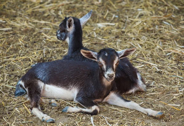 Two small, black and white color goatling lying on the floor, on the hay in the barn.Close-up. Breeding animals at home.