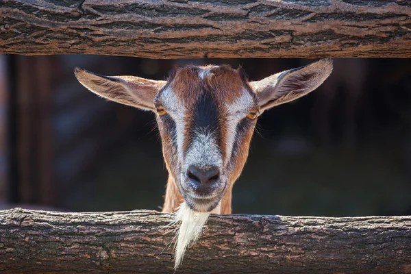 Young, small goatling peeping from behind a wooden fence in the aviary. Close-up. Breeding animals at home.