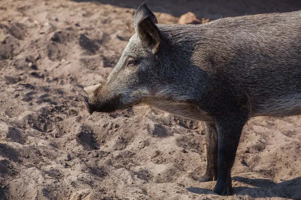The young, dark woolly wild boar walking in a pigsty in the sand. Pig breeding animals.