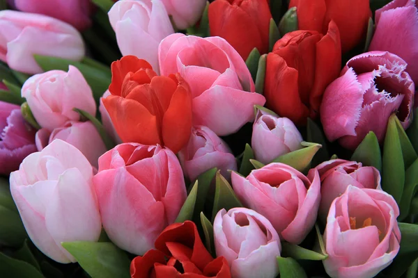 Red and pink tulips