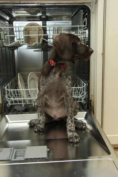 Dishwasher Dog