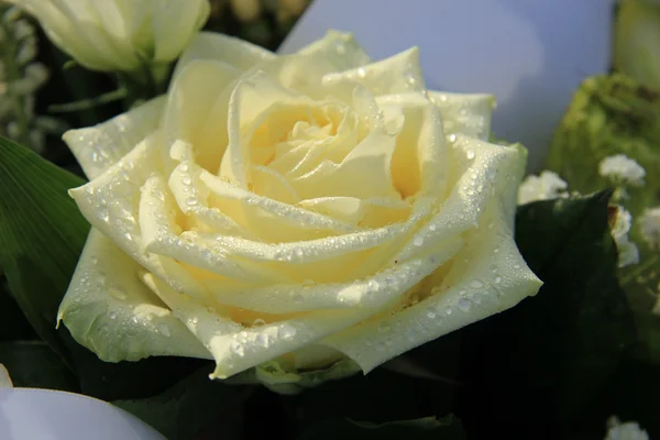 White rose with dew drop