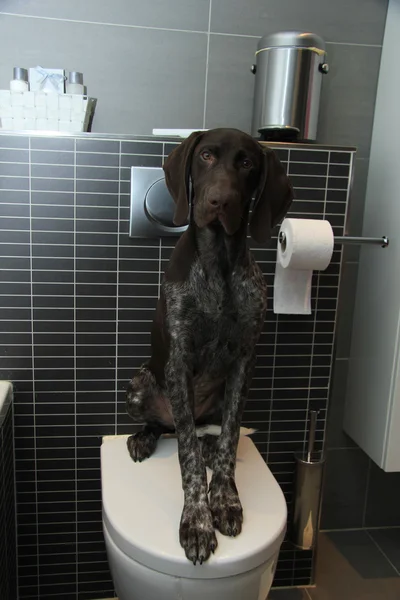 Pointer potty training