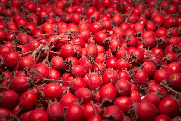 Red autumn berries