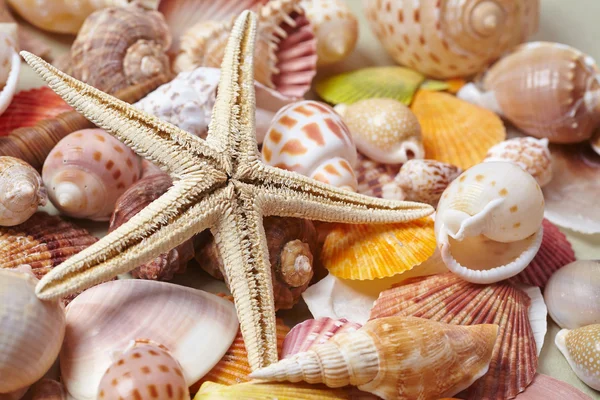 Different sea shells