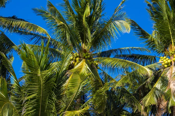 Green palm trees over blue sky