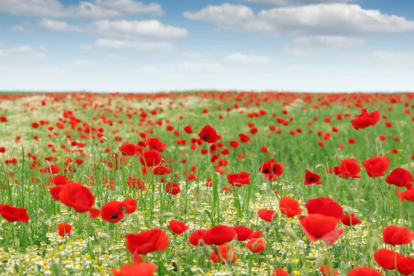 Poppies flower meadow landscape spring season