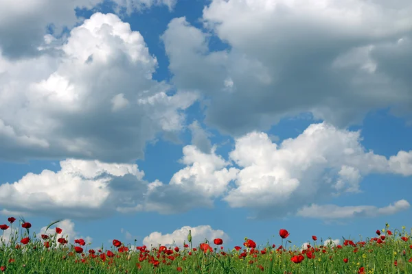 Blue sky with clouds over poppies flower meadow