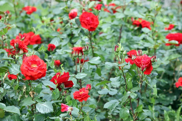Red roses flower garden spring season