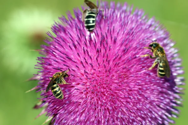 Three bees on flower spring season