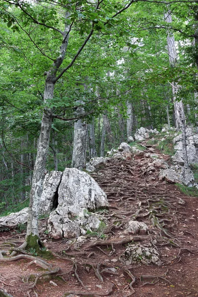 Deep forest rocky path nature