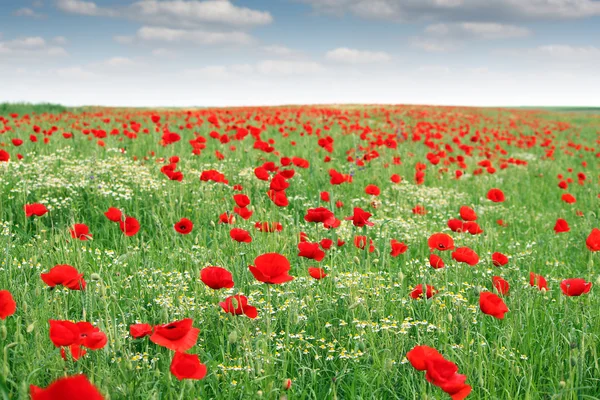 Poppies flower meadow landscape spring season