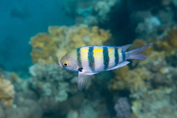 Fish Indo-pacific sergeant is under water in Red sea