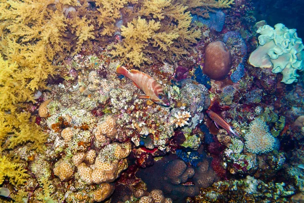 Underwater life of the inhabitants of the Red Sea