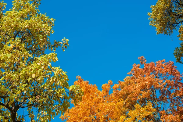 Colorful yellow autumn foliage against a blue sky