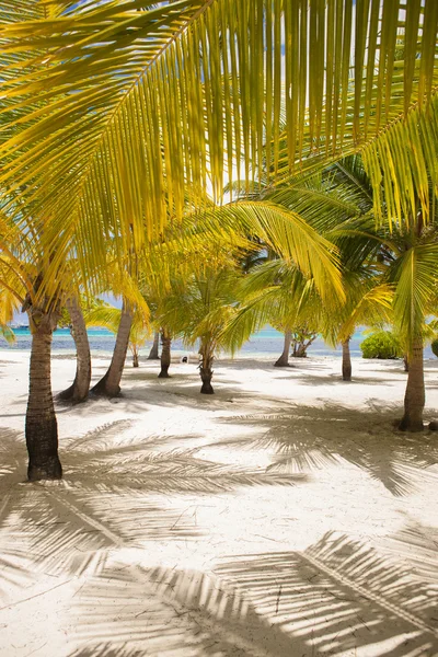 Fresh Look Palm Trees at Beach