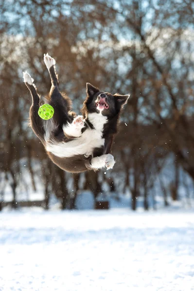 Border collie dog jumps with green ball