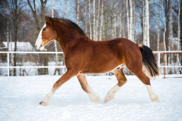 Bay color draft horse runs trot in winter time