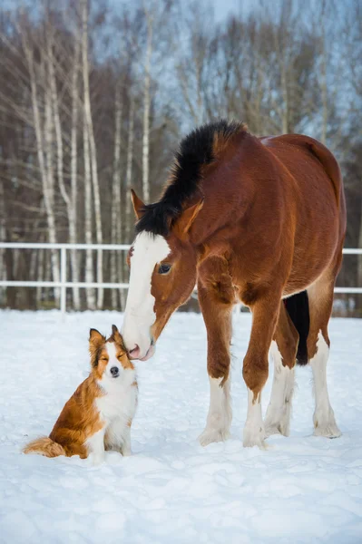 Draft horse and red border collie dog