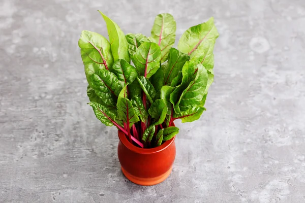 Fresh beetroot leaves in pot