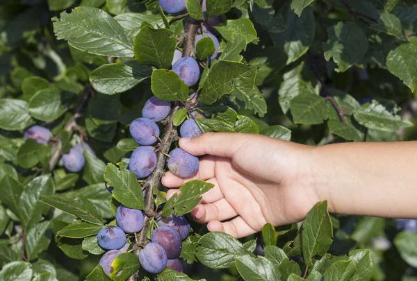 Male hands picking fresh plums from the tree