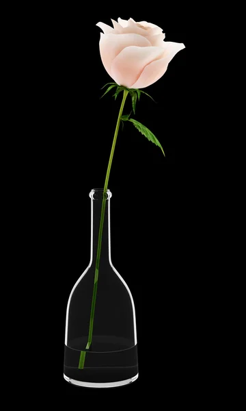 Pink rose in glass vase isolated on black background