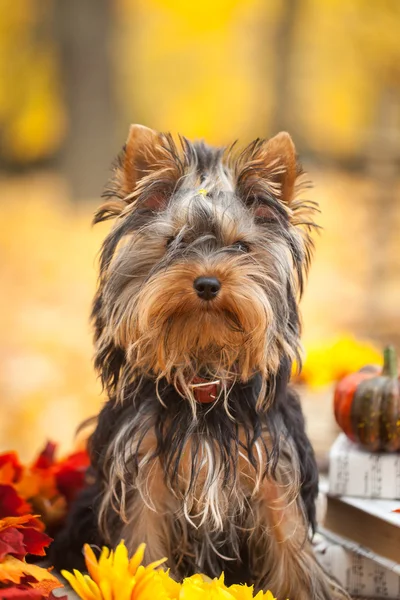 Little dog in autumn park