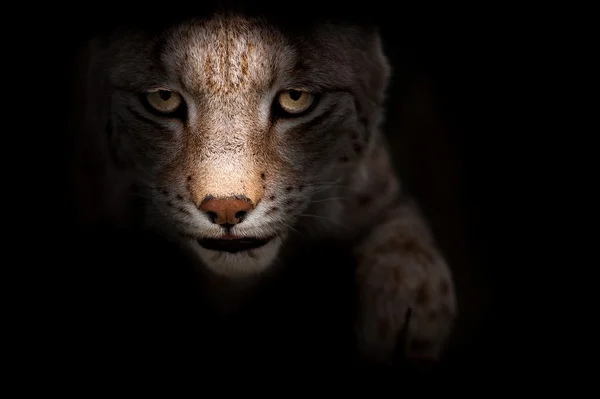 A lynx in the dark with focused eyes