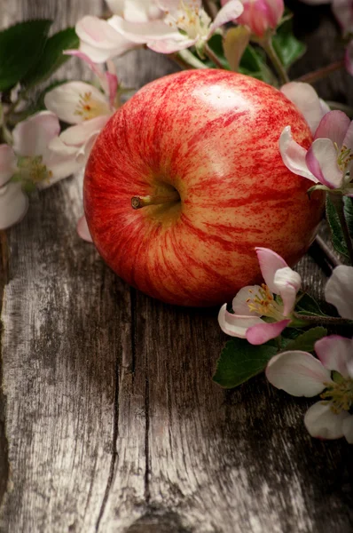 Apple flowers and ripe red apples
