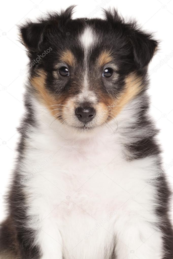 Shetland Sheepdog valp porträtt — Stockfoto 64638633 — Depositphotos