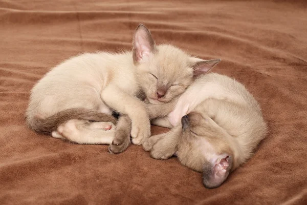 Oriental kittens sleep