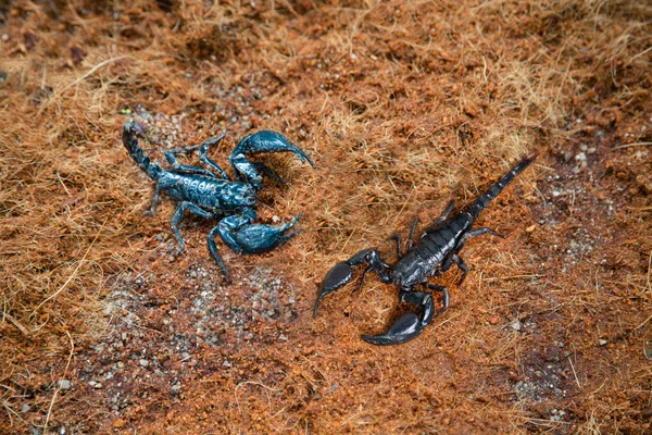 Poisonous scorpions in the land