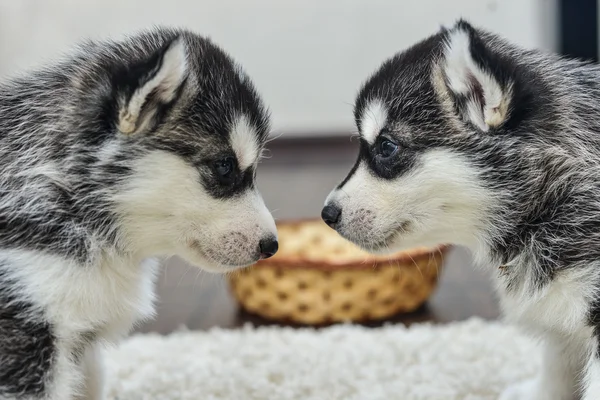 Siberian husky puppy with blue eyes