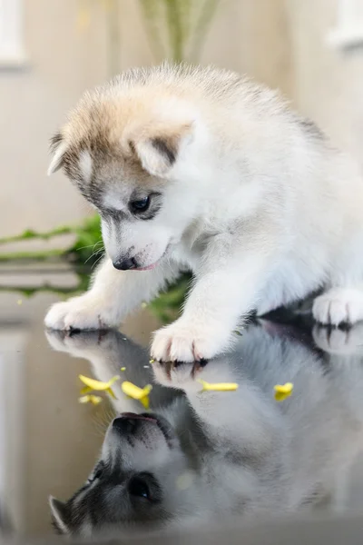 Siberian husky puppy with blue eyes