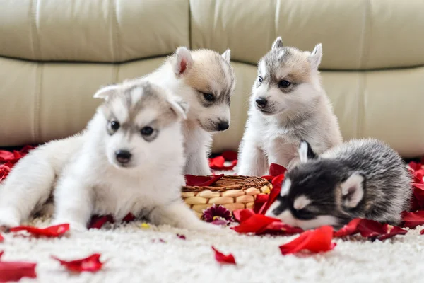 Siberian husky puppy with blue eyes